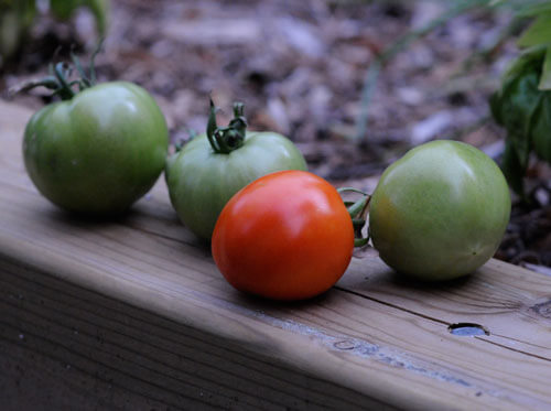 Some tomatoes harvested from the McMaster Teaching and Community Garden